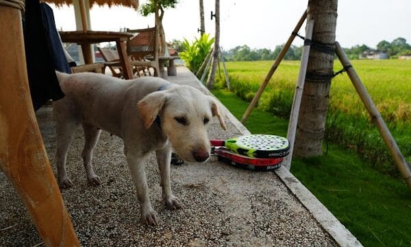Jungle Padel Kedungu