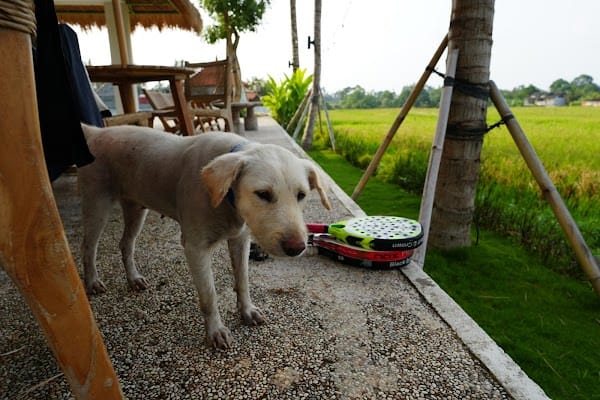 Jungle Padel Kedungu