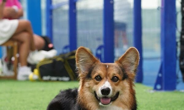 Arcovia Padel Club