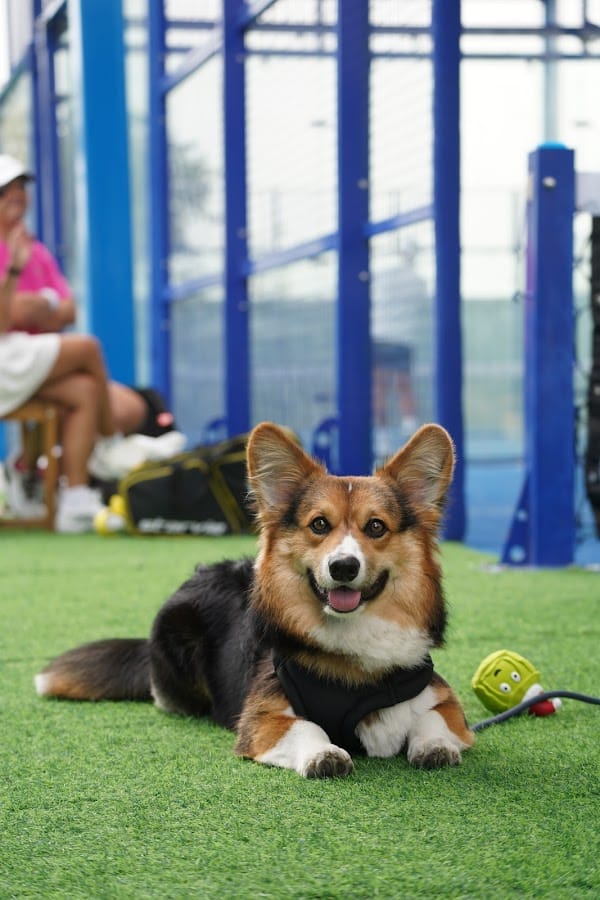 Arcovia Padel Club