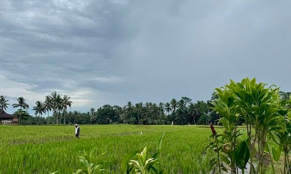 Jungle Padel Ubud