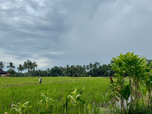 Jungle Padel Ubud